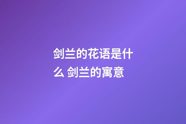 剑兰的花语是什么 剑兰的寓意